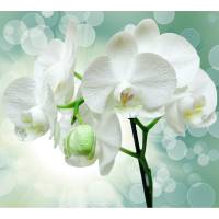 Фотообои DIVINO Веточка орхидеи, 300x270 см T-175